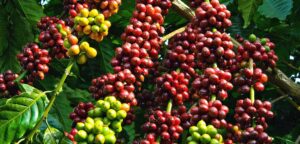 Các doanh nghiệp cần nắm bắt cơ hội này để xây dựng thương hiệu và tăng cường sức cạnh tranh trên thị trường quốc tế