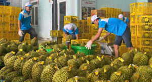 doanh nghiệp Việt Nam trong việc xuất khẩu nông sản sang Mỹ
